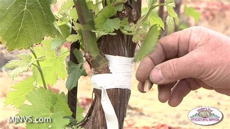 VCR grafted vines of wine grape varieties .